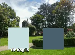 Rufus meme