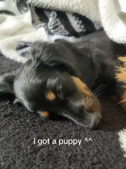 New puppy ^^