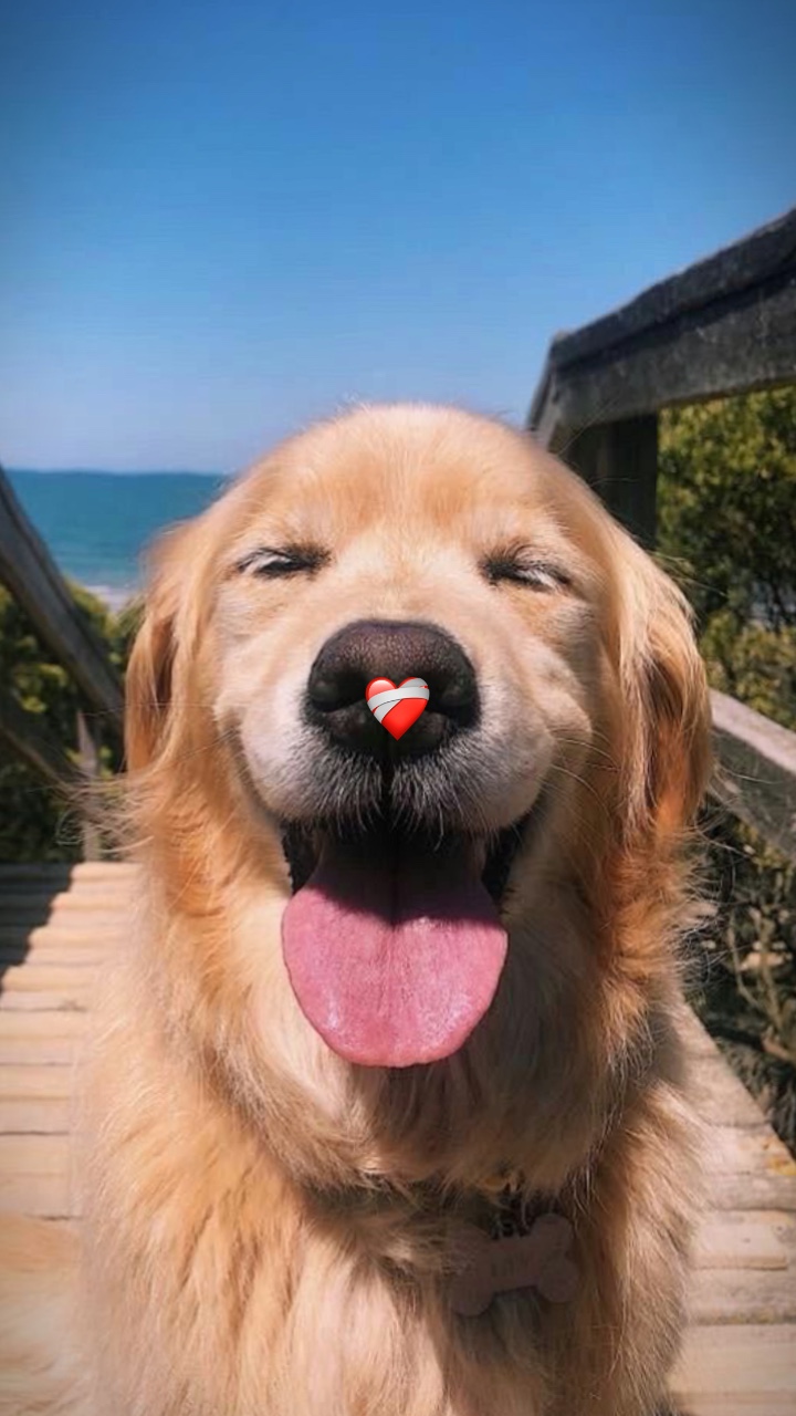 TU MASCOTA ❤️‍🩹