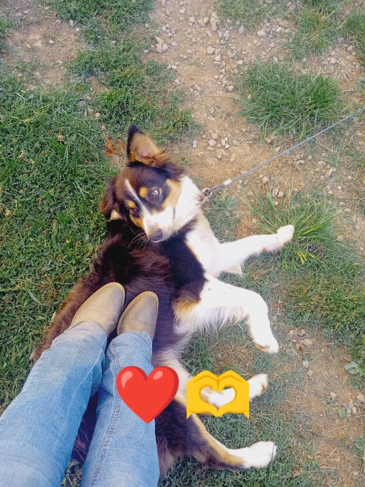 Edición de perrito 