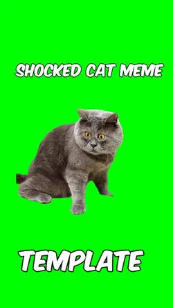 Shocked Cat Meme 