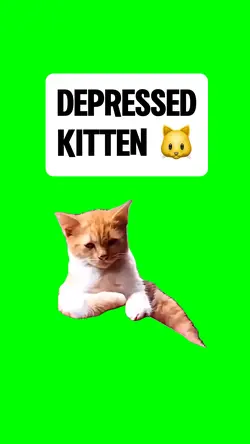 DEPRESSED KITTEN