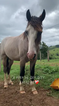 🐴🤎