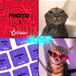 Crazy cat trend