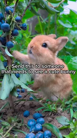 Bunny