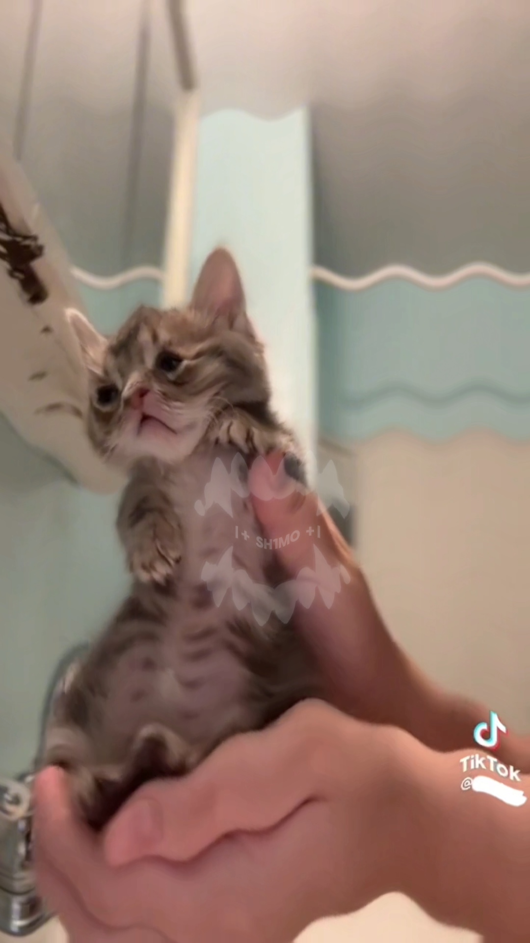 Gato dançante 💅