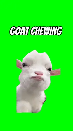 Goat chewing 