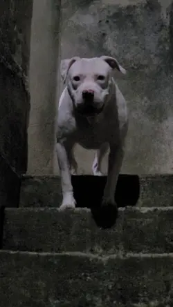 Pitbull