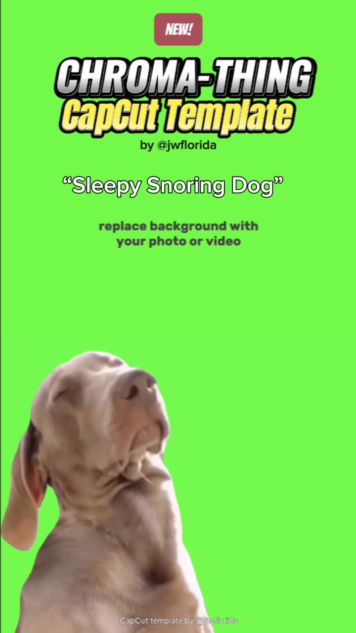 Perro Ronquidos Somnoliento