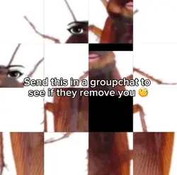 Cockroach meme