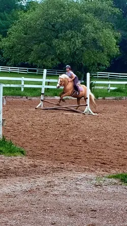 horse jump slow mo