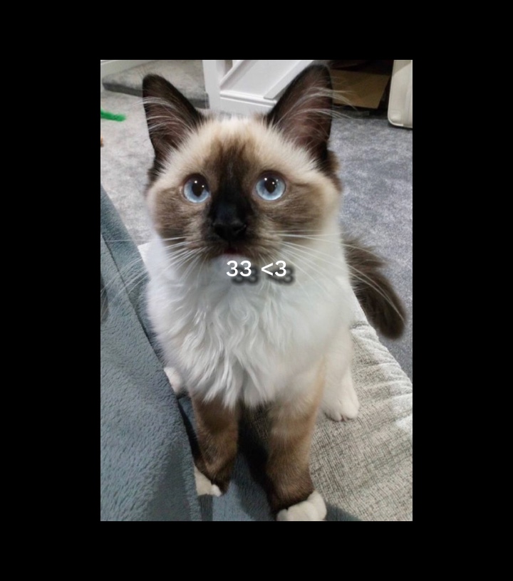 고양이 슬라이드 쇼