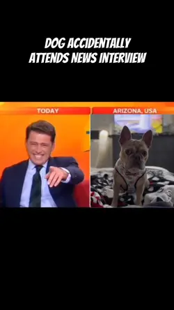 Dog On The News