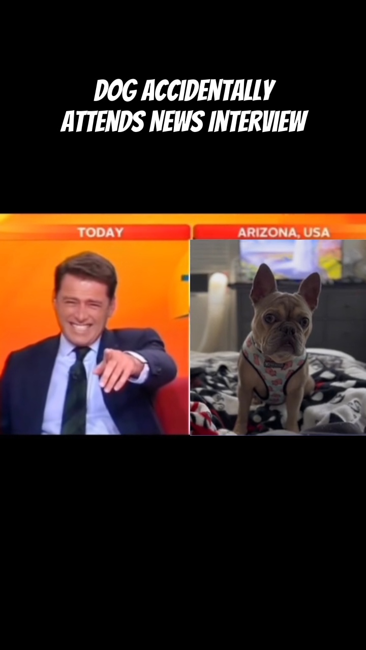 Perro En Las Noticias