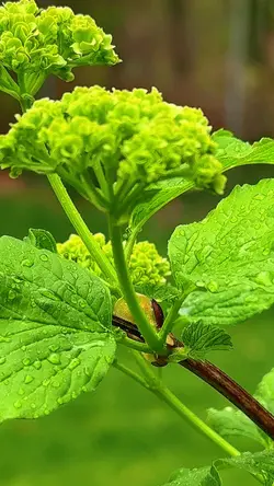 Sound of Nature