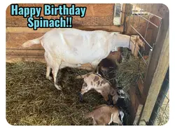 Spinach's 2nd B day