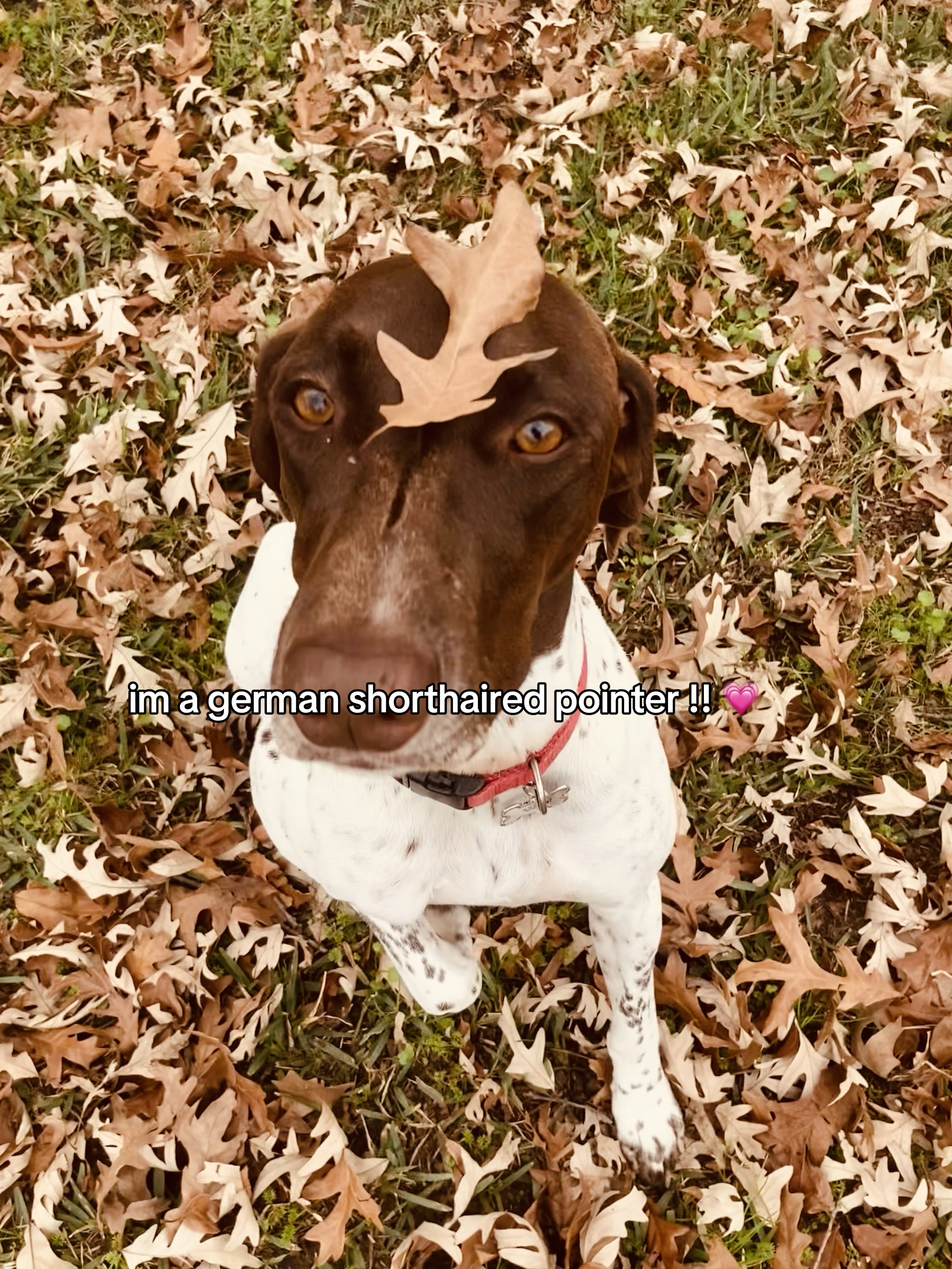 Plantilla de perro