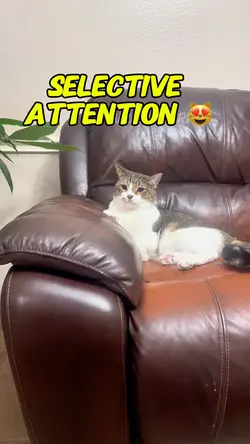 Selective Attention