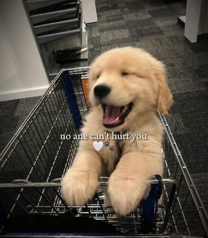 TE AMO MASCOTA 🐾
