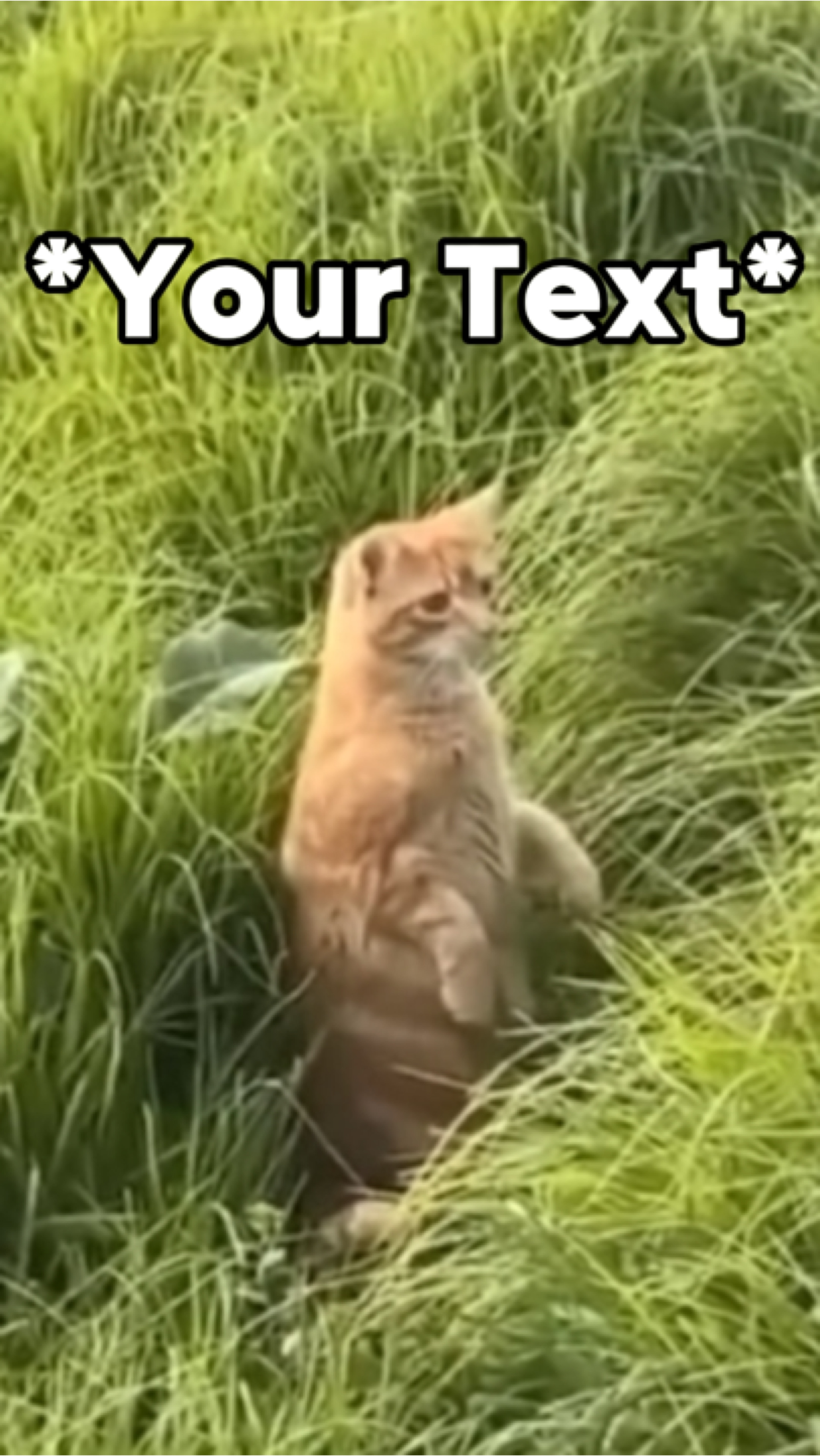 kedi meme
