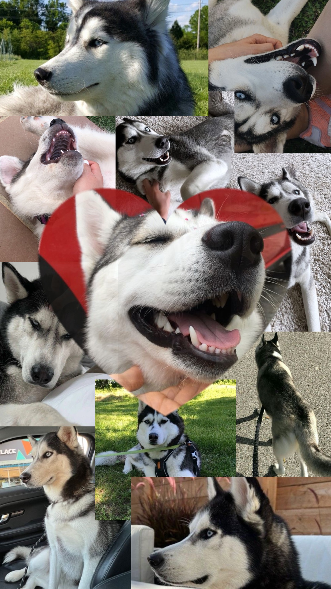 ANIMAL DE ESTIMAÇÃO FOFO ❤️✨