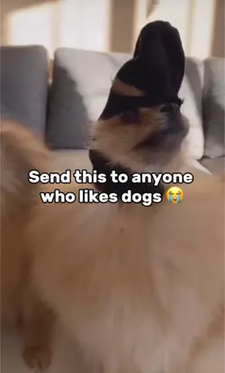 Dog Thief edit