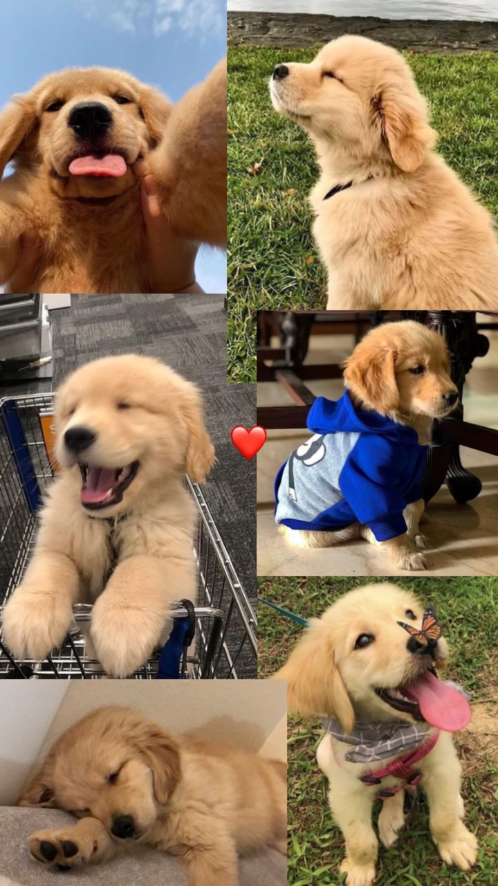 TU MASCOTA ❤️‍🩹