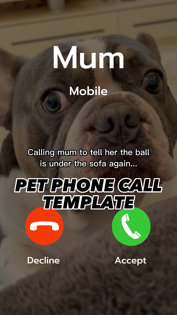 Köpek telefon görüşmesi