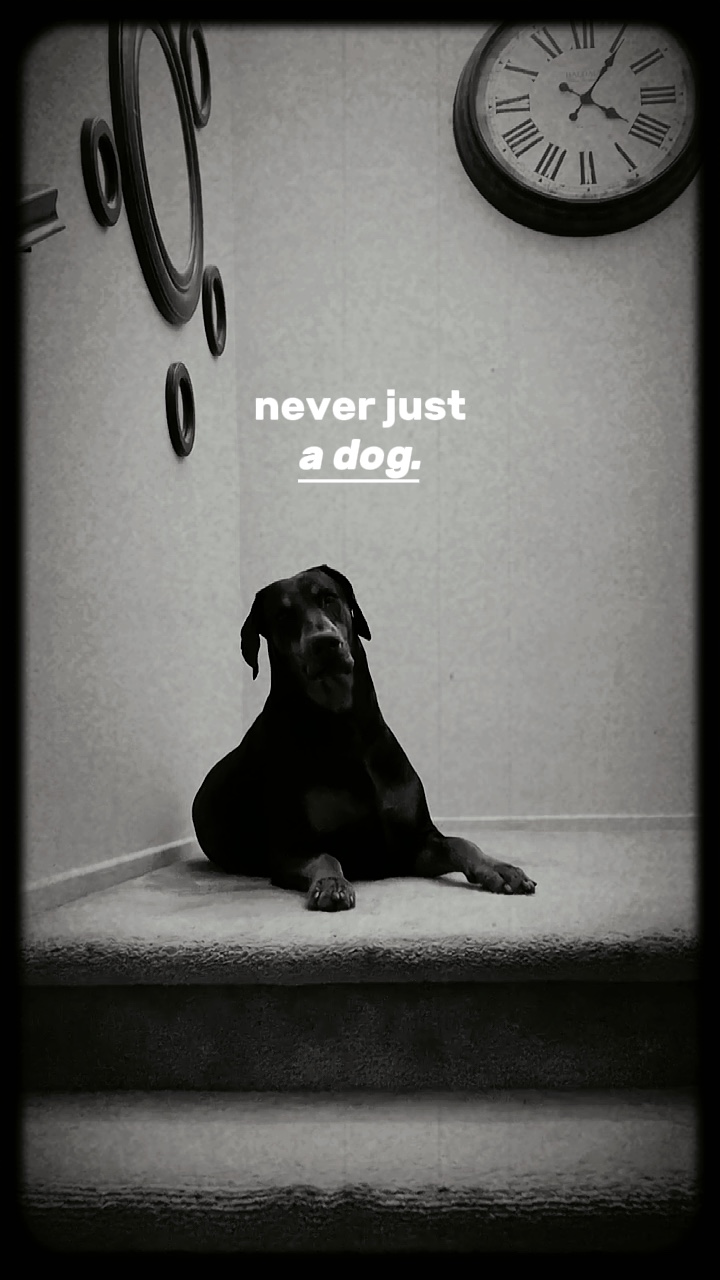 never just a DOG…