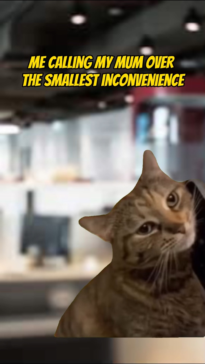 Meme hp kucing 