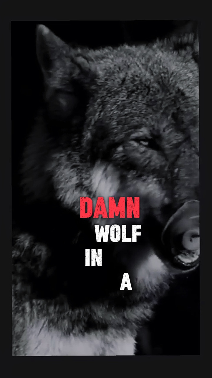 El lobo 