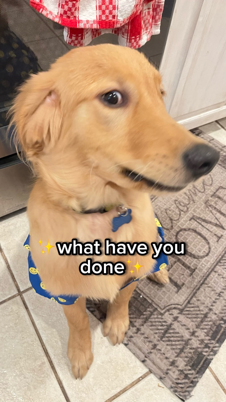 Hundeschablone 