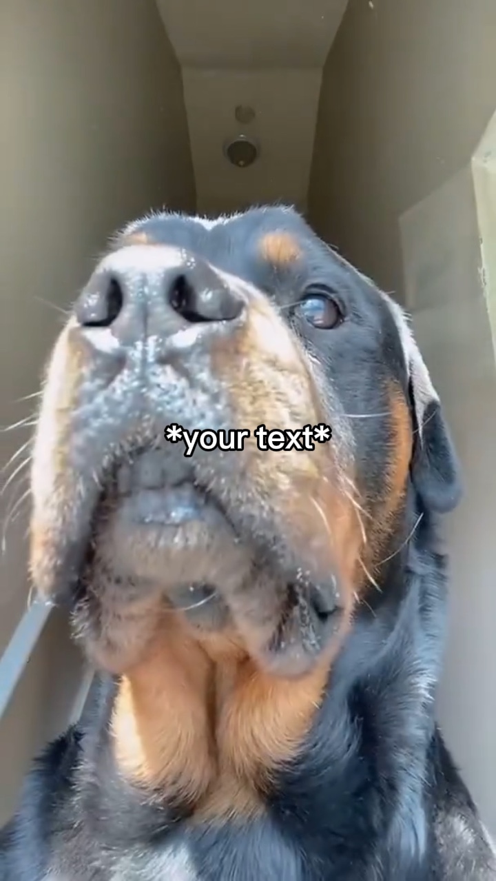 Meme da câmera do cachorro
