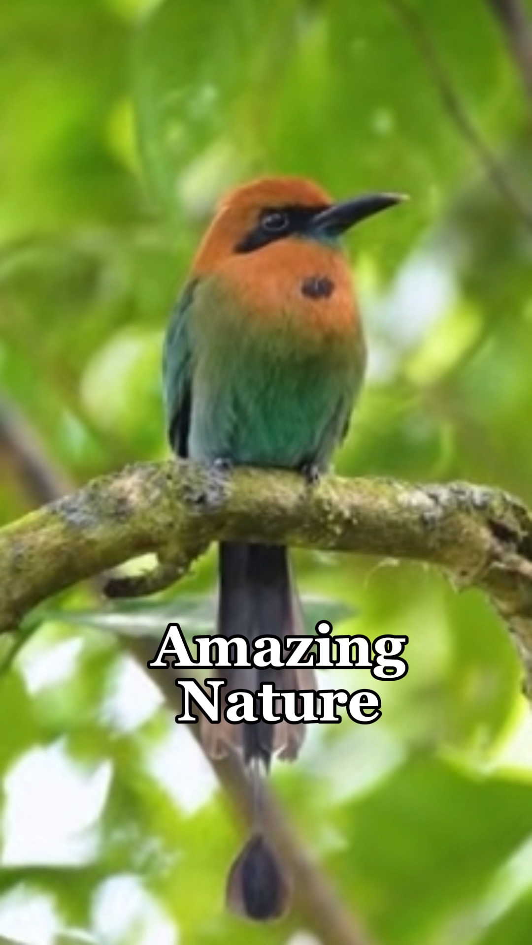 Bom dia natureza