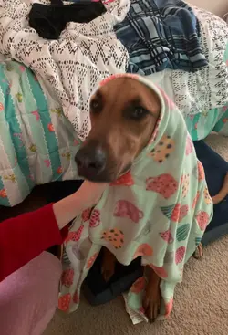 Happy dancing dog