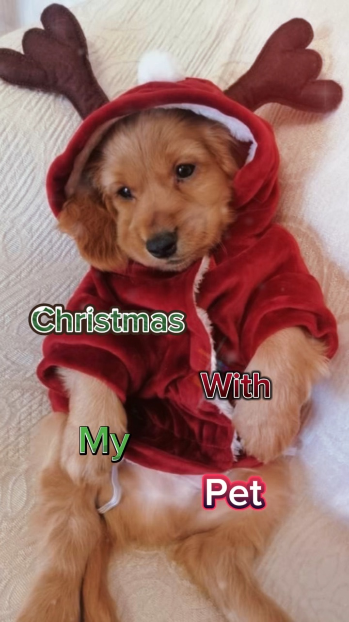 Weihnachten Haustiere 🎅🏻🎄