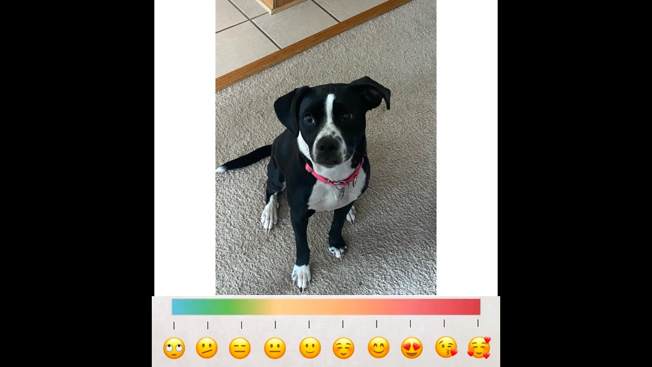 Rate my puppy! 