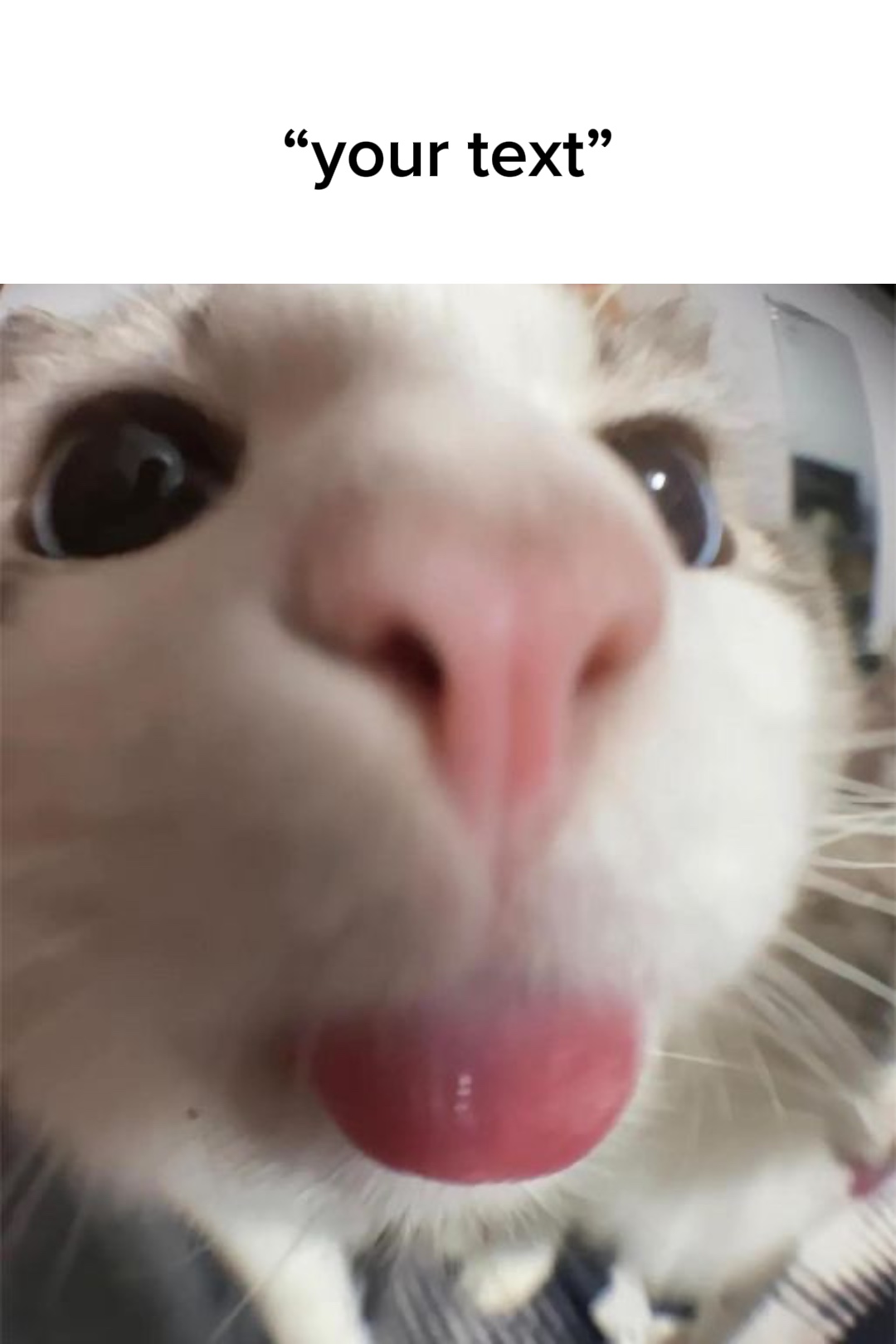 fyp | | chat drôle
