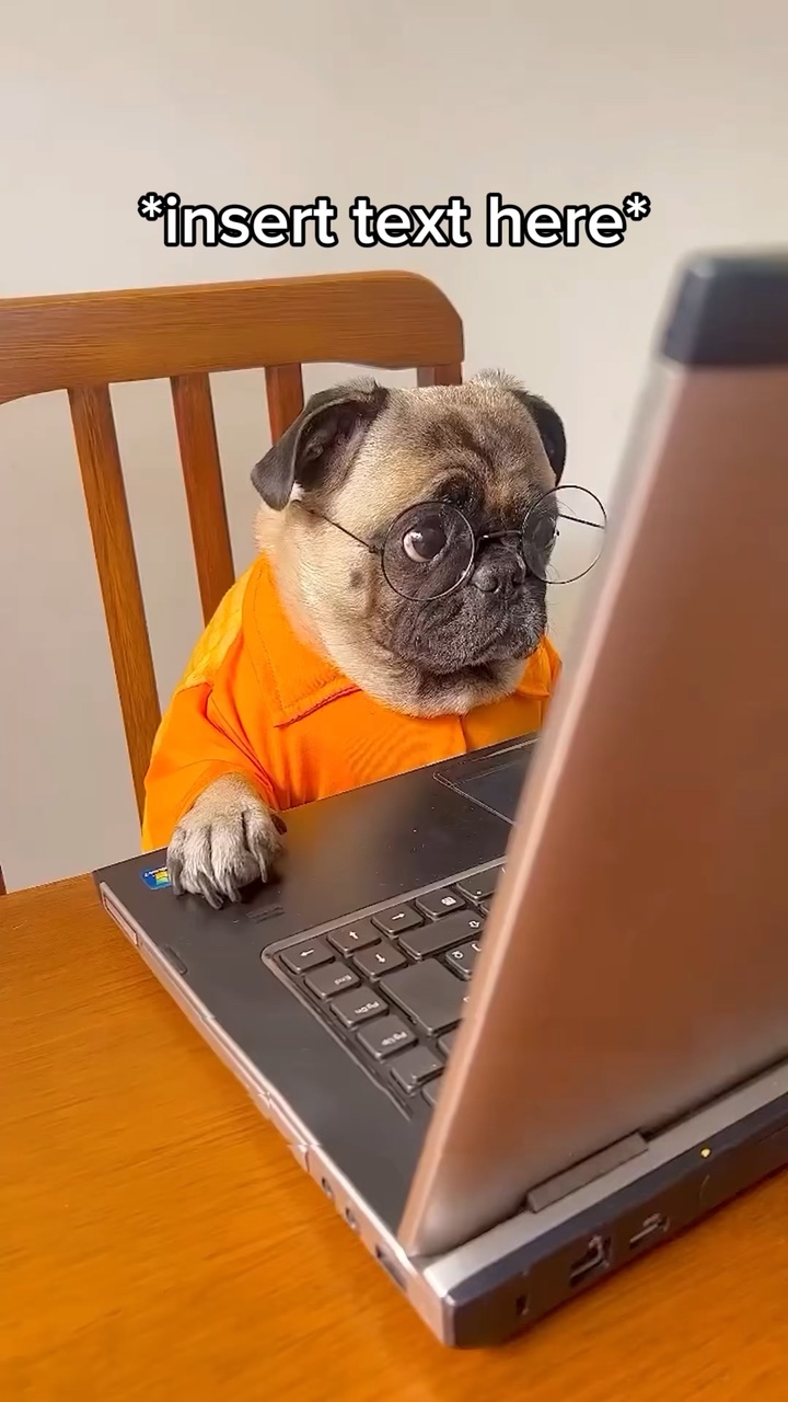 Hund arbeitet Meme