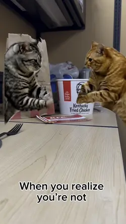 KFC and cats 
