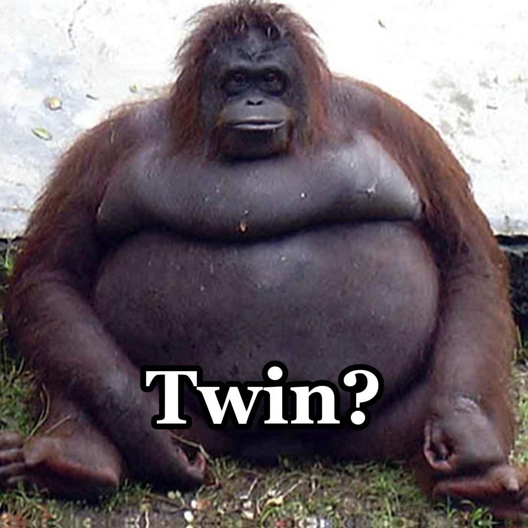 Fat monkey twin