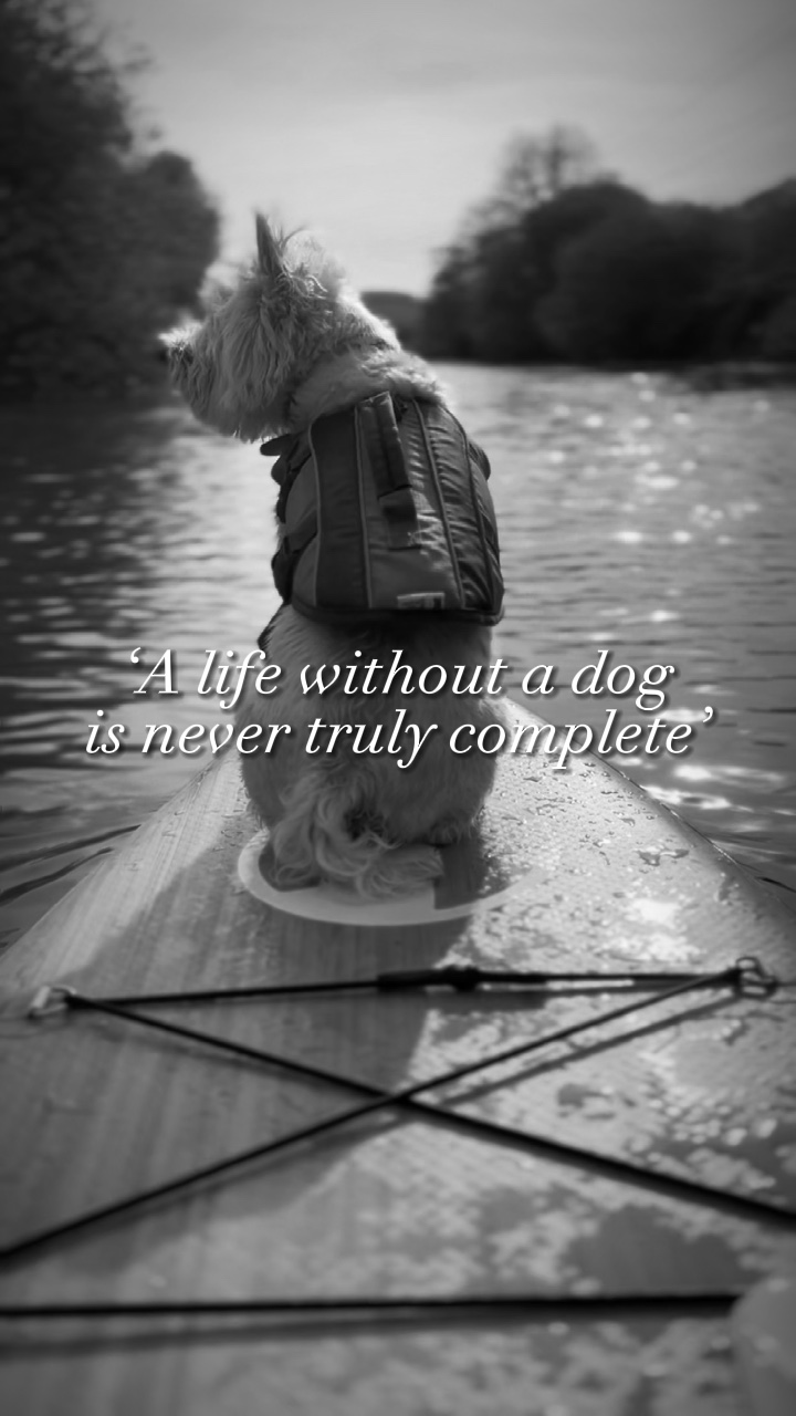 Une vie sans chien