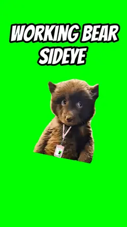 WORKING BEAR SIDEYE
