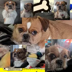 Dog Edit