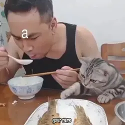 Kitty slapping man