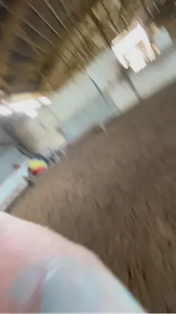 #rear#horses