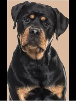 Puppy 