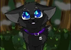 Warrior cats