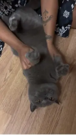 Cat template