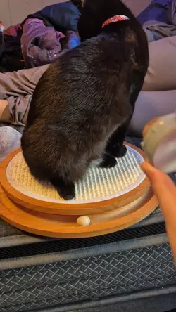 high kitty pt1